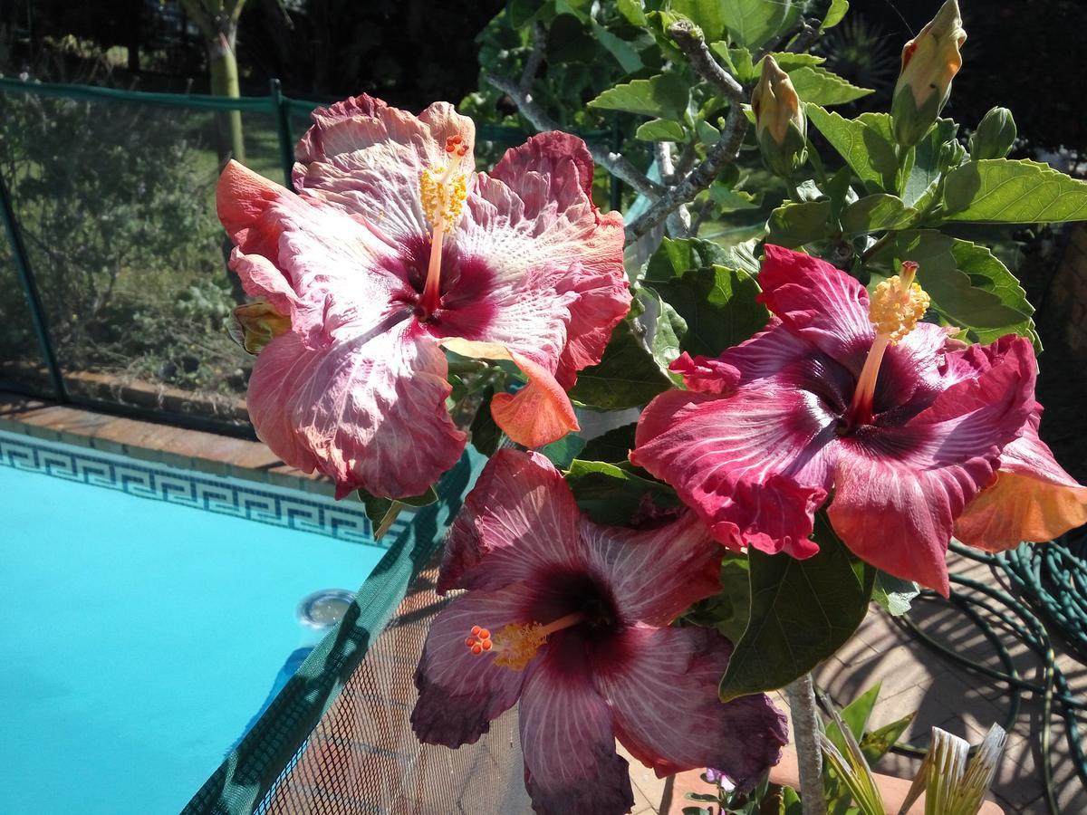 Cape Oasis Guesthouse Bloubergstrand Dış mekan fotoğraf